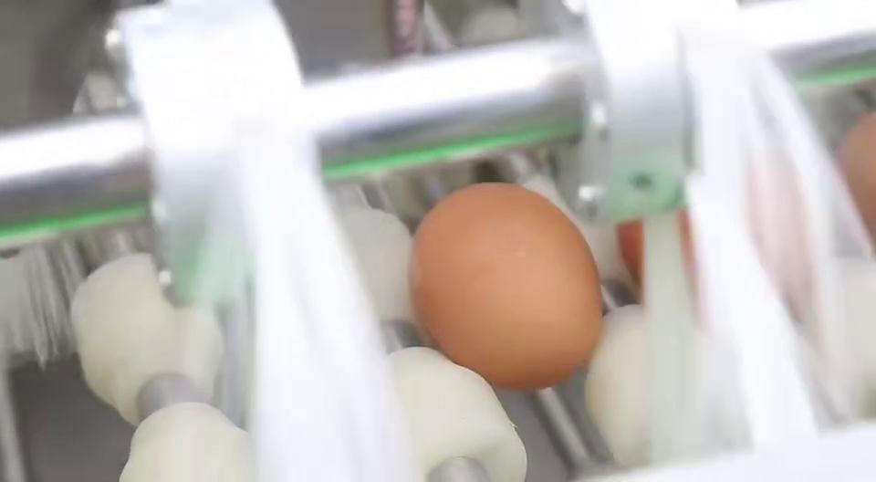 雙排洗蛋機